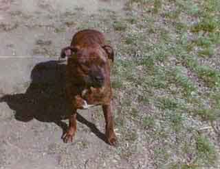 Angus (1986) Click to enlarge
