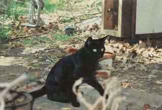 I'm a cat so click to enlarge me