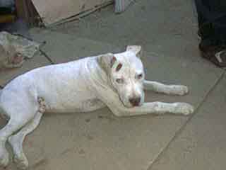 Petey () Click to enlarge