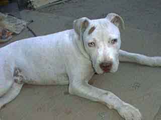Petey () Click to enlarge