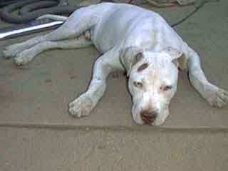 Petey () Click to enlarge