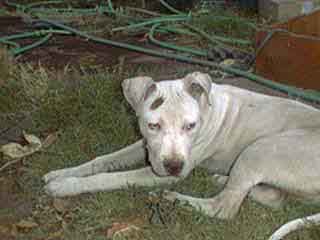 Petey () Click to enlarge