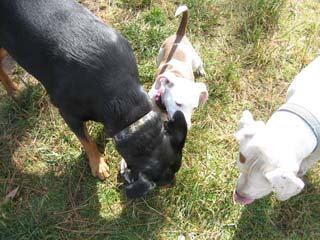 Maxine + Princess Rose + Petey () Click to enlarge